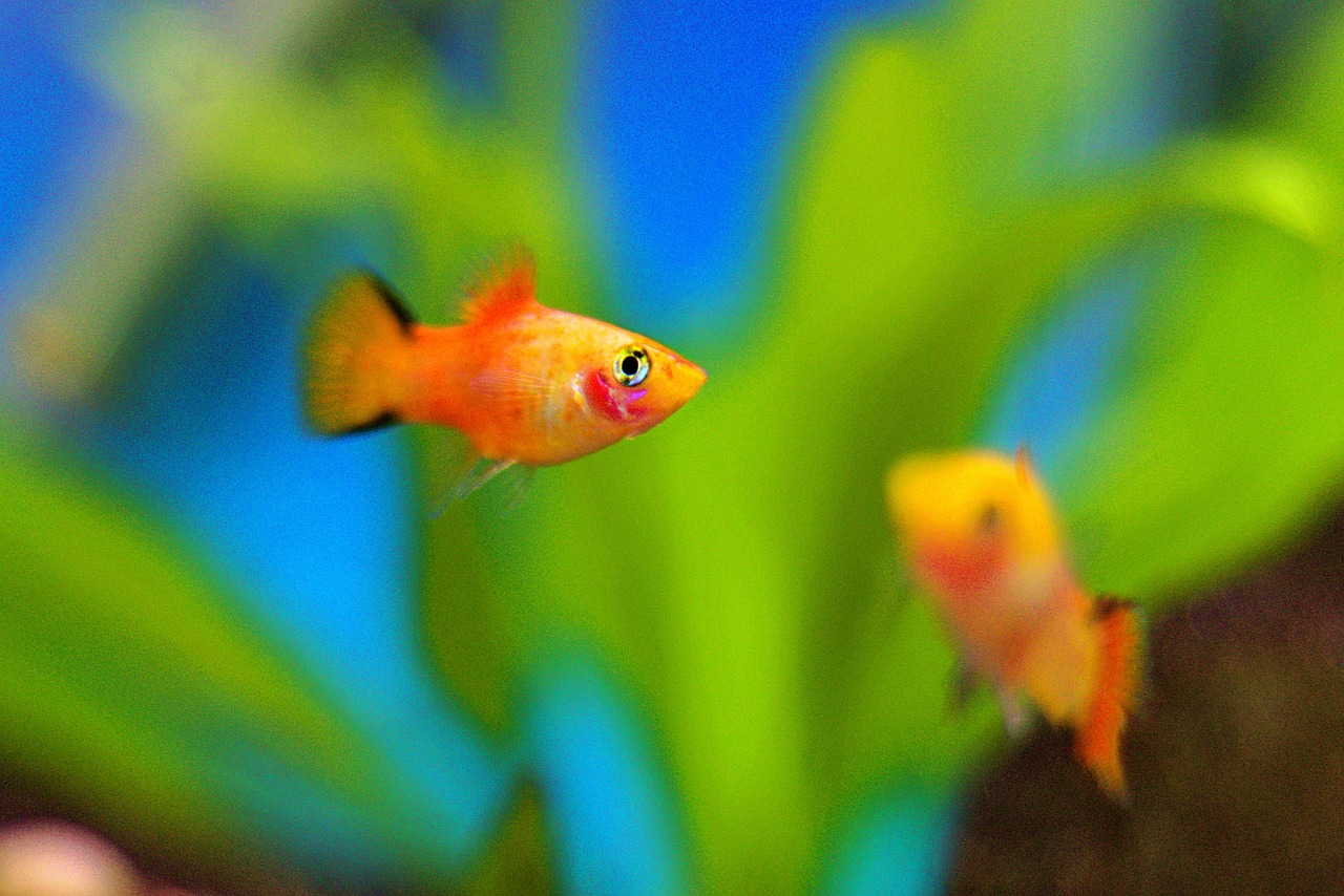 FISHBOWL 사이트 사용으로 간단히 스마트폰 성능 테스트