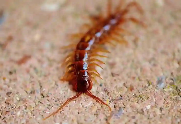 디아블로4 독 지네 스킬 빌드로 혼령사 정복하기