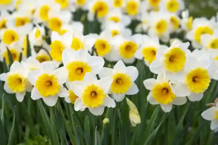 제르네아스 레이드 공략과 이로치의 매력 알아보기