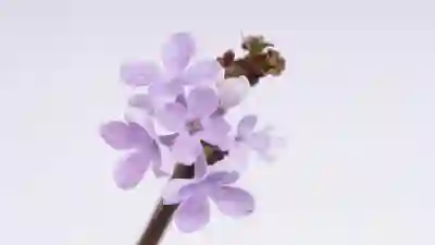 SD 카드 삭제 파일 복구를 위한 간단한 방법 알아보자