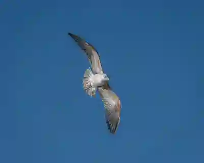 애플워치9 스펙과 가격, 출시일 및 새로운 칩셋 도입 여부 알아보자