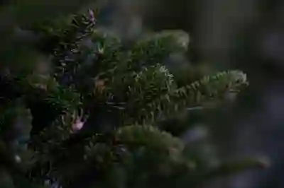 나선비경 12월 하반기 토벌리스트 및 공략 꿀팁 알아보자