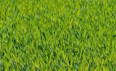 메가마기라스 공략과 이로치 생김새 살펴보기