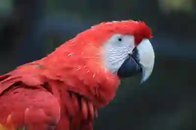 포켓몬고 모으령 상자폼 공개와 스칼렛 바이올렛 연동 소식 알아보자