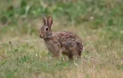 넷플릭스와 유튜브 프리미엄을 동시에 즐기는 유플러스 요금제 알아보기
