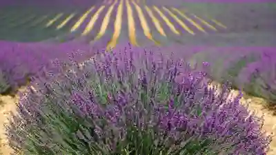 슬라임팜 무료 에어드랍과 민팅 이벤트 살펴보자