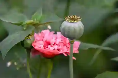 카트라이더 러쉬 플러스 2주년 기념 쿠폰 활용법 알아보자