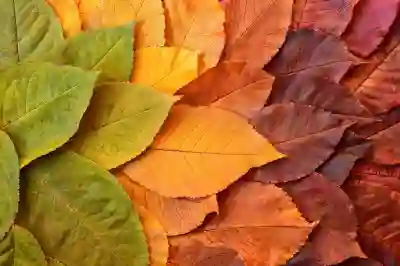 트리미앙의 변신과 스탯, 카운터 포켓몬 알아보자