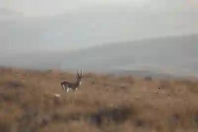 실시간 국제 금시세와 1돈 가격 차트 알아보자