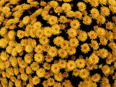 GV70 페이스리프트 옵션질 피하는 방법 알아보자