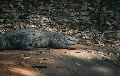 타이젬 바둑 무료 다운로드와 대국실 입장 방법 알아보자